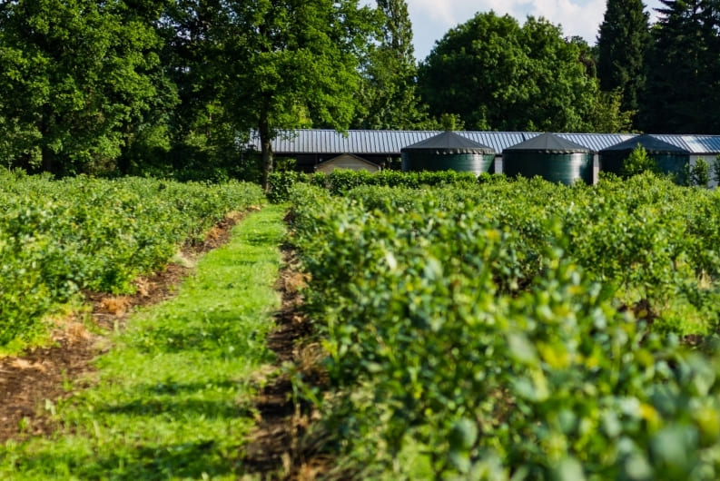 Omgeving O-Lit B&B natuur blueberry