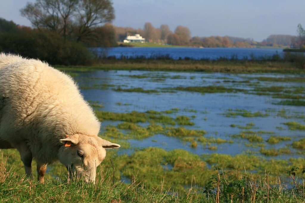 Omgeving O-Lit B&B schulensbroek natuur Beringen