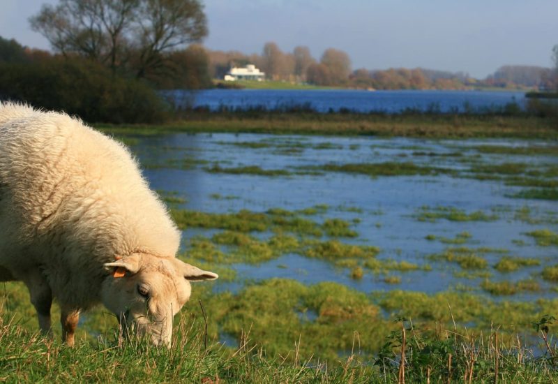 Omgeving O-Lit B&B schulensbroek natuur Beringen